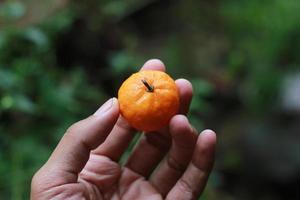 ein schließen oben von Handheld Miniatur Zitrusfrüchte Früchte mit Bäume im das Hintergrund. Obst Foto Konzept.