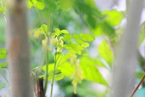 ein schließen oben von das Moringa Baum Pflanze foto