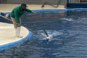 Madrid, Spanien - - April 1 2019 - - das Delfin Show beim Aquarium Zoo foto