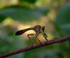 ein Räuber fliegen ist Beute auf klein Insekten foto