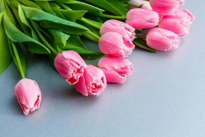 Tulpen. Zeitraffer von hell Rosa gestreift bunt Tulpen Blume Blühen auf Weiß Hintergrund. Zeit Ablauf Tulpe Bündel von Frühling Blumen Öffnung, Nahansicht. Urlaub Strauß. foto