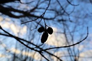 schwarz Silhouette von drei konzentriert Erle Zapfen auf ein Ast Baum. verschwommen Hintergrund von das Geäst auf Blau Himmel nach Sonne Satz. foto