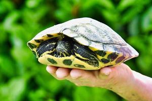 Schildkröte hautnah foto