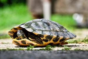 Schildkröte hautnah foto