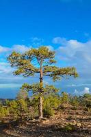 Baum auf das Berghang foto