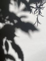 Blätter Schatten Hintergrund auf Beton Mauer Textur, Blätter Baum Geäst Schatten mit Sonnenlicht foto