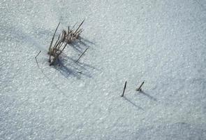 trockenes Gras im Schnee foto