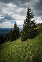 dramatische Landschaft mit Fichten auf einer Wiese foto