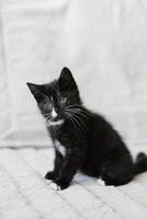 ein schwarz mit Weiß Flecken wenig Katze ist Sitzung auf das Couch und Aufpassen aufmerksam foto