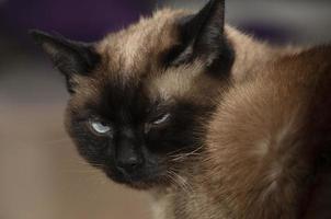 das Schnauze von ein Siamese flauschige Katze mit Blau Augen. foto
