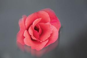 Nahansicht von ein rot Rose Blume auf ein verschwommen grau Hintergrund mit Betrachtung. foto