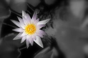 abstrakt Weiß Wasser Lilie Blume von Lotus mit schwarz und Weiß Hintergrund. foto