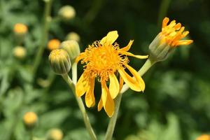 brillant Orange Blume Blühen und blühen im das Sommer- foto