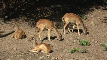 Gruppe von Nil Lechwe oder Frau grau ist Lechwe Kobus Megaceros foto