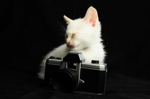 weißes Kätzchen auf schwarzem Hintergrund foto