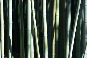 grüne Bambusstämme bei direkter Sonneneinstrahlung foto