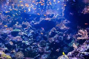 Marine Leben im das Aquarium foto