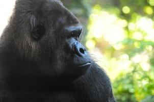 Gorilla beim das Zoo foto