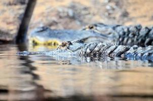 Alligatoren beim das Zoo foto