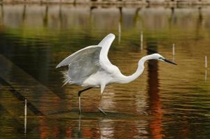 Reiher Vogel im das See foto