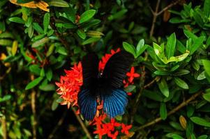 Schmetterling auf der Blume foto