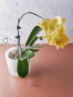 schön Gelb Orchidee und Töpfe, Töpfe zum Umpflanzen Orchideen. Tropen Häuser Konzept foto