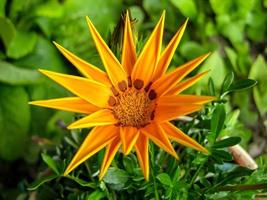 orangefarbene Gazania-Blume foto