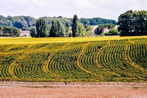 Sonnenblumenfeld im Sommer foto