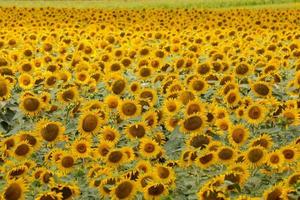 Sonnenblumenfeld im Sommer foto