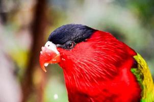 schöne Vogelnahaufnahme foto