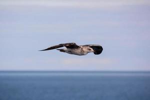 Möwe fliegt in den Himmel foto