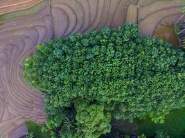 Antenne Aussicht von Grün Reis Terrassen im Indonesien foto