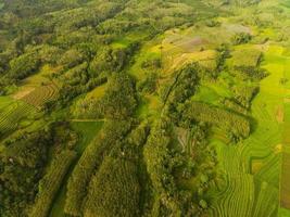 Antenne Aussicht von Grün Reis Terrassen im Indonesien foto