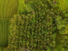 Antenne Aussicht von Grün Reis Terrassen im Indonesien foto