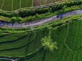 Antenne Aussicht von Grün Reis Terrassen im Indonesien foto