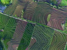 Antenne Aussicht von Grün Reis Terrassen im Indonesien foto