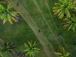 Antenne Aussicht von Grün Reis Terrassen im Indonesien foto