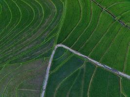 Antenne Aussicht von Grün Reis Terrassen im Indonesien foto