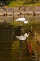 Reiher Vogel im das See foto