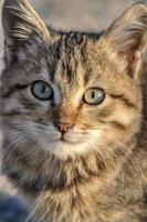 Porträt von ein süß klein Katze mit Grün Augen. schließen oben foto