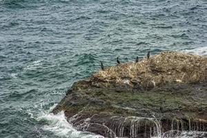 Küsten Landschaft mit Kormorane ruhen auf das Felsen auf das schwarz Meer foto