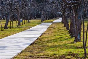 Apfel Baum Garten mit blattlos Bäume im Frühling, hölzern Gehweg auf Grün Gras foto