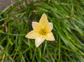 ein schließen oben von Zephyranthes Candida Blume foto