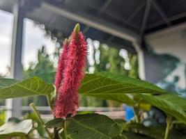 ein schließen oben von acalypha Hüfte foto