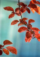 rote Baumblätter in der Herbstsaison foto