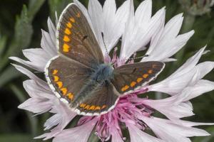 braun Lycaenidae Schmetterling Sitzung auf Rosa Kornblume foto