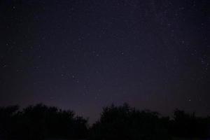 sternenklar Nacht Himmel über Bäume foto