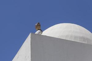 Turmfalke Sitzung auf Dach von Weiß Gebäude foto