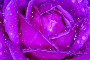 violett Rose bedeckt mit Regen Tropfen foto