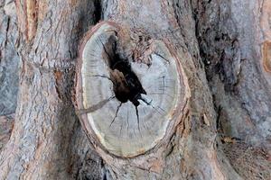Loch im das Rinde von ein Baum Nahansicht foto